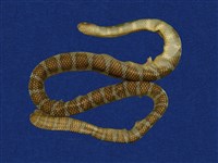 藏品(闊帶青斑海蛇)的圖片